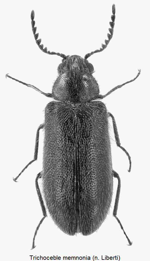 trichoceble_memnonia_hab.gif