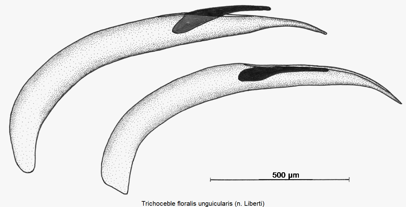 trichoceble_unguicularis.gif