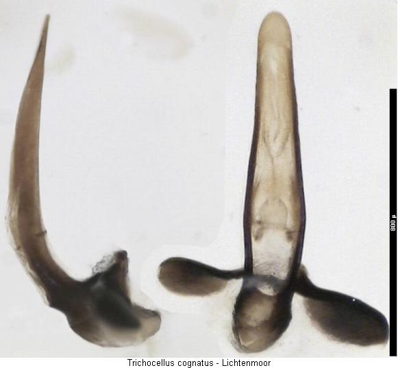 trichocellus_cognatus.jpg