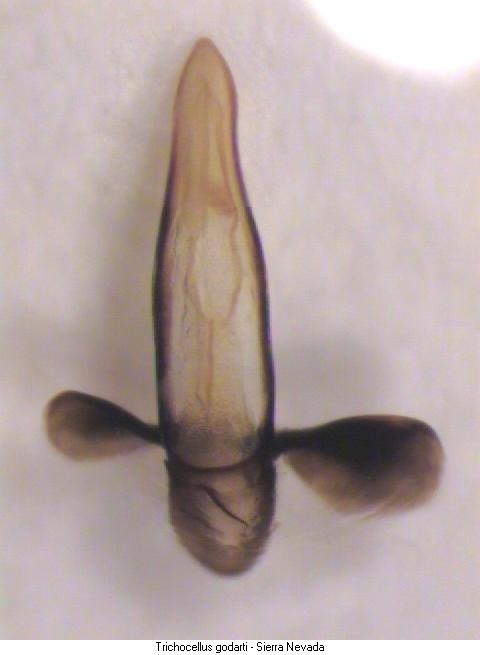 trichocellus_godarti.jpg