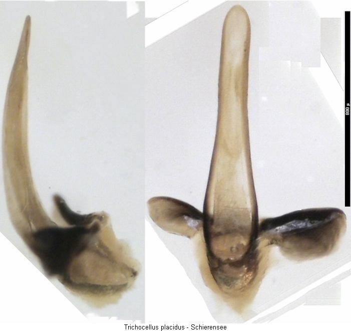 trichocellus_placidus.jpg