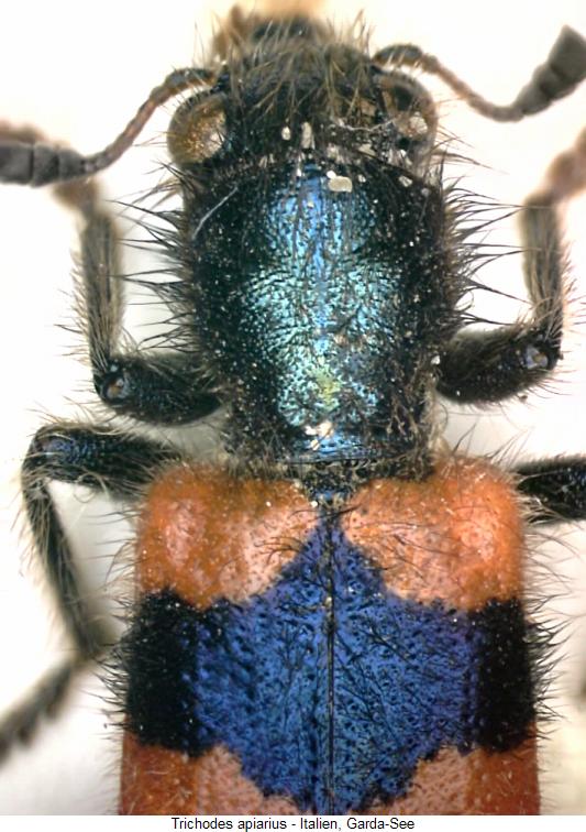 trichodes_apiarius_vk.jpg