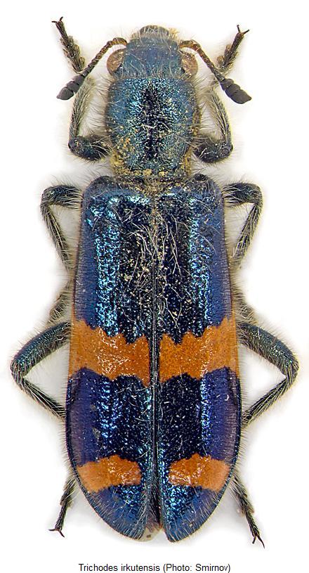 trichodes_ircutensis_hab.jpg