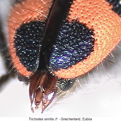 trichodes_similis_fld.jpg