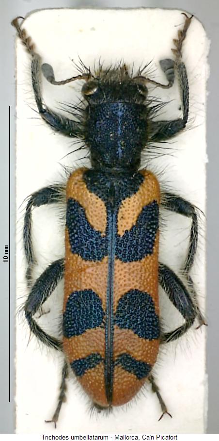 trichodes_umbellatarum_hab.jpg