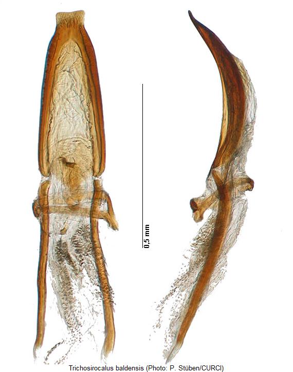 trichosirocalus_baldensis.jpg