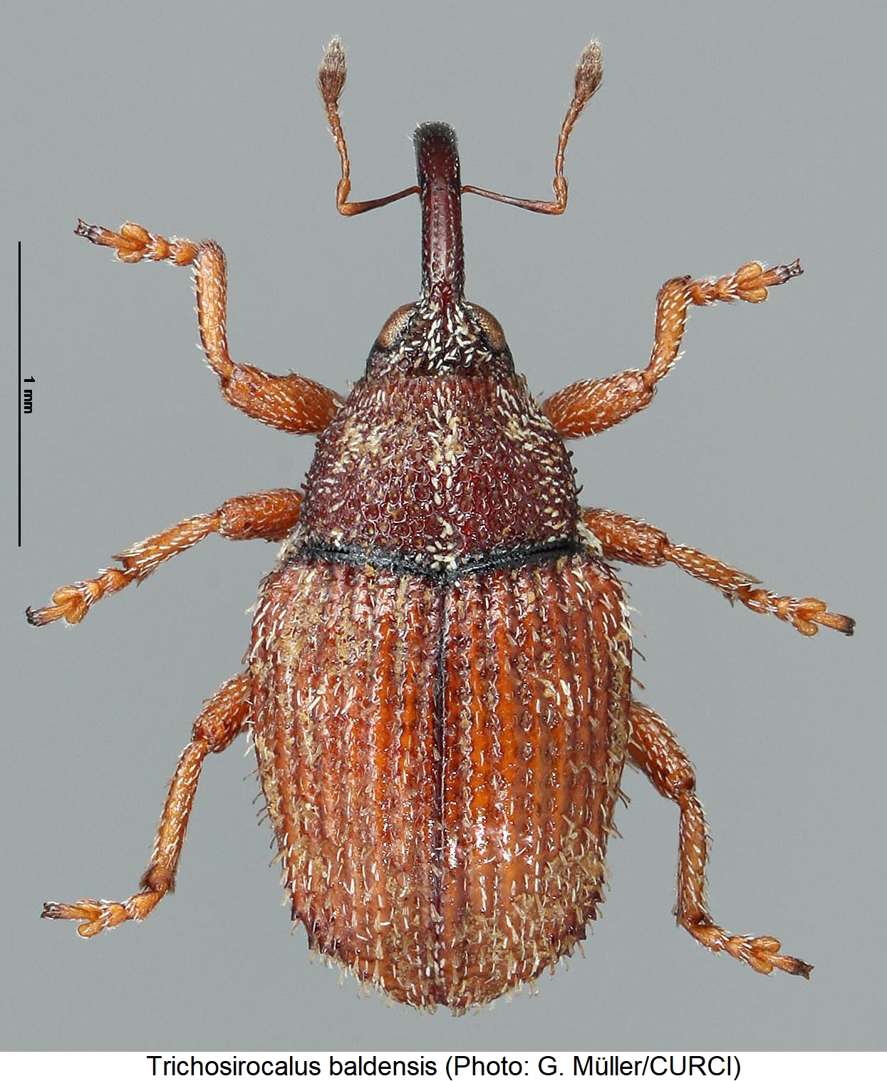 trichosirocalus_baldensis_hab.jpg
