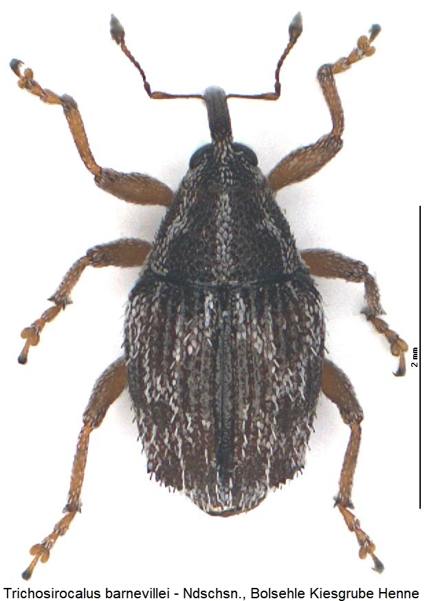 trichosirocalus_barnevillei_hab.jpg