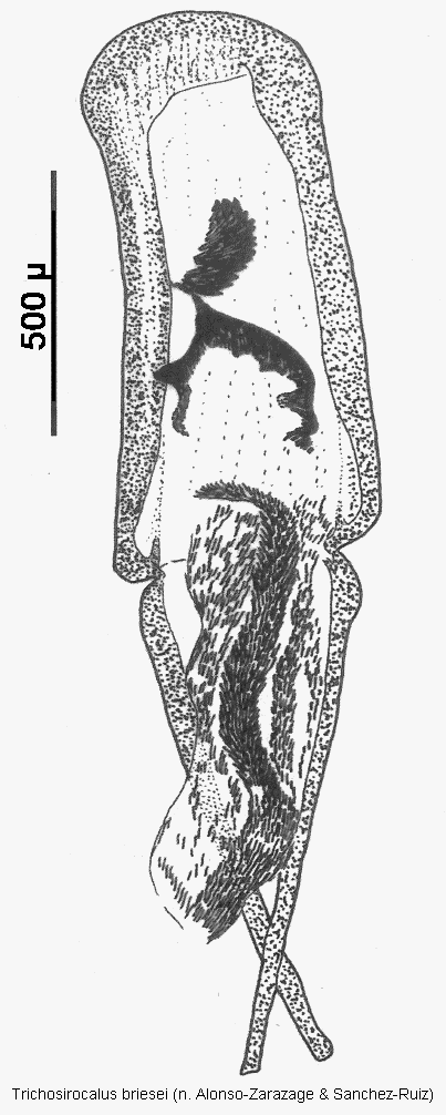 trichosirocalus_briesei.gif