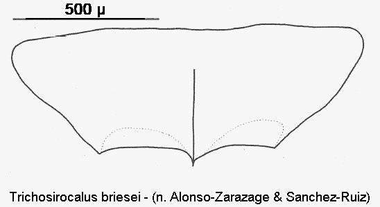 trichosirocalus_briesei_ster.gif