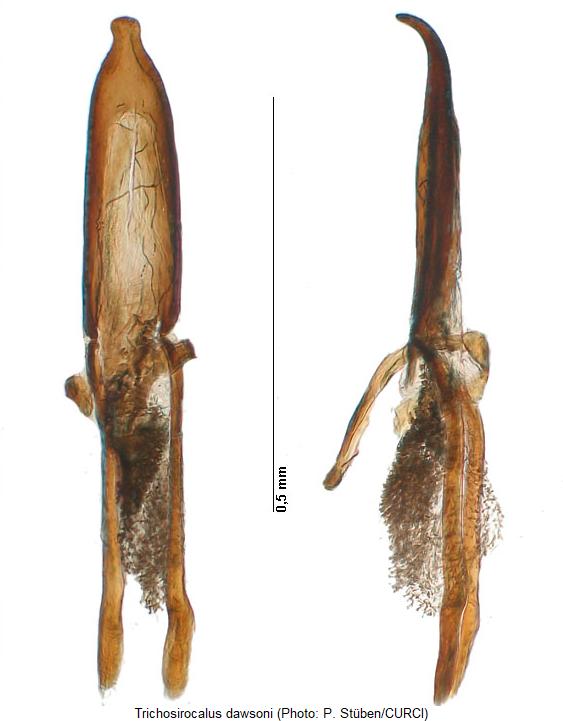 trichosirocalus_dawsoni.jpg