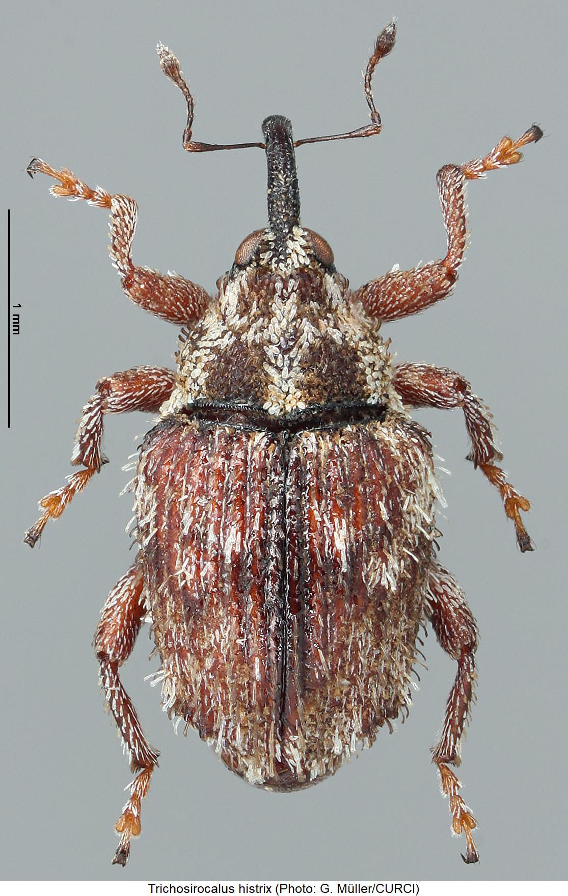 trichosirocalus_histrix_hab.jpg