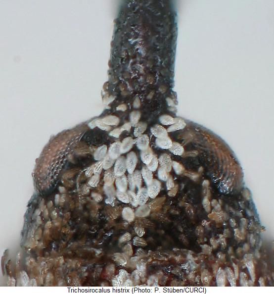 trichosirocalus_histrix_k.jpg