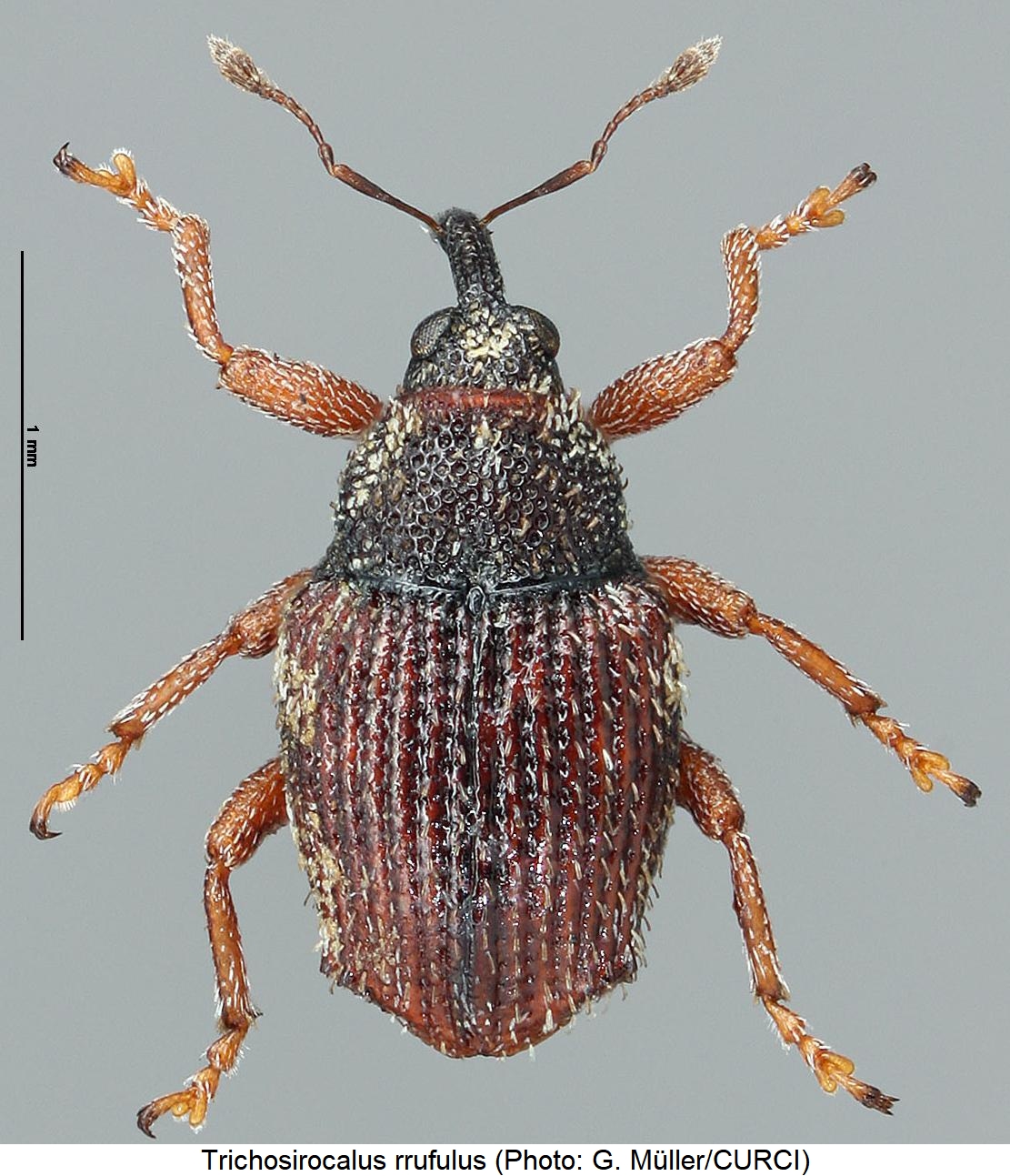 trichosirocalus_rufulus_hab.jpg