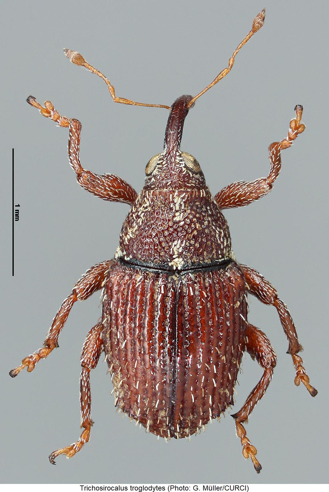 trichosirocalus_troglodytes_hab1.jpg