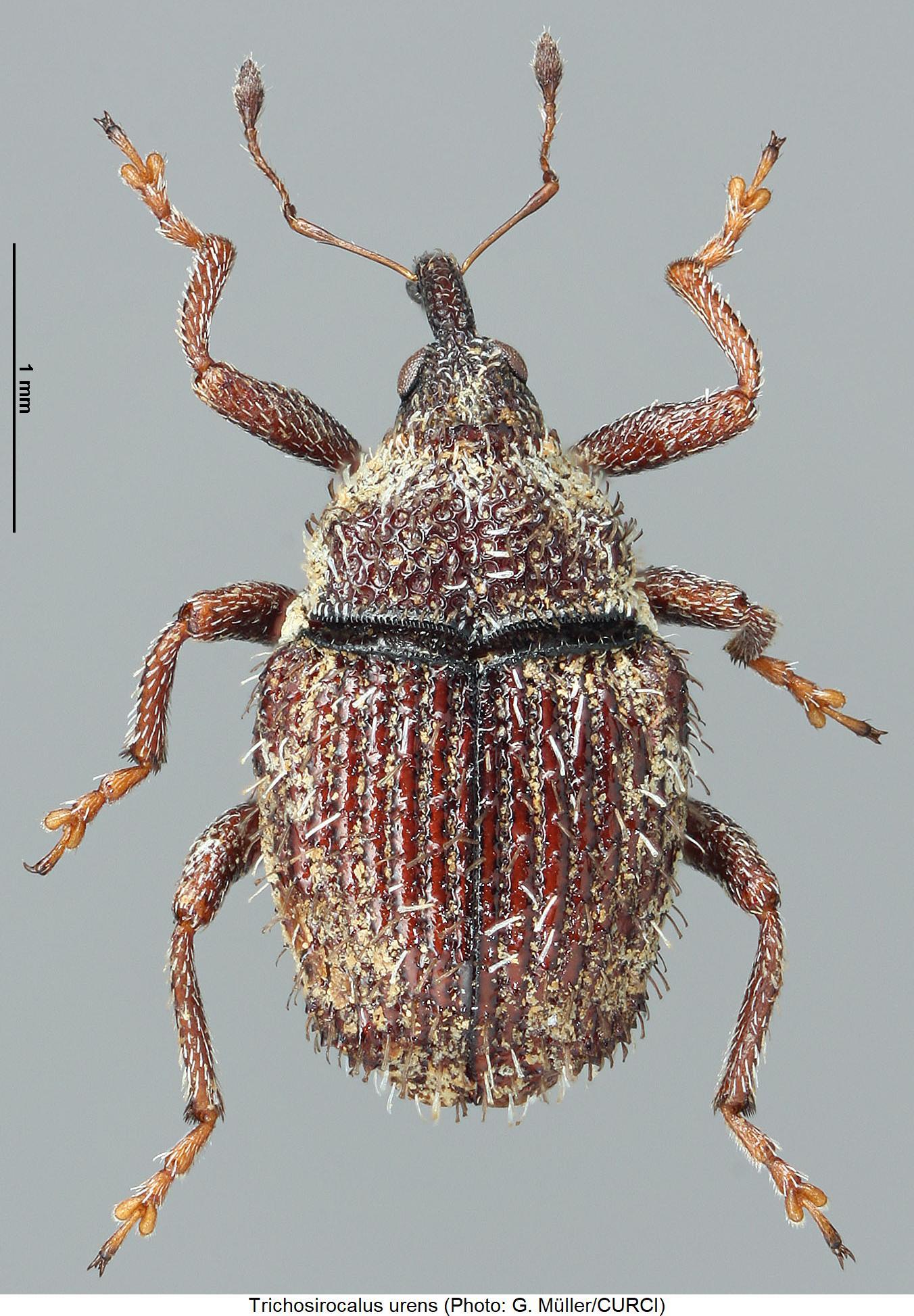 trichosirocalus_urens_hab.jpg