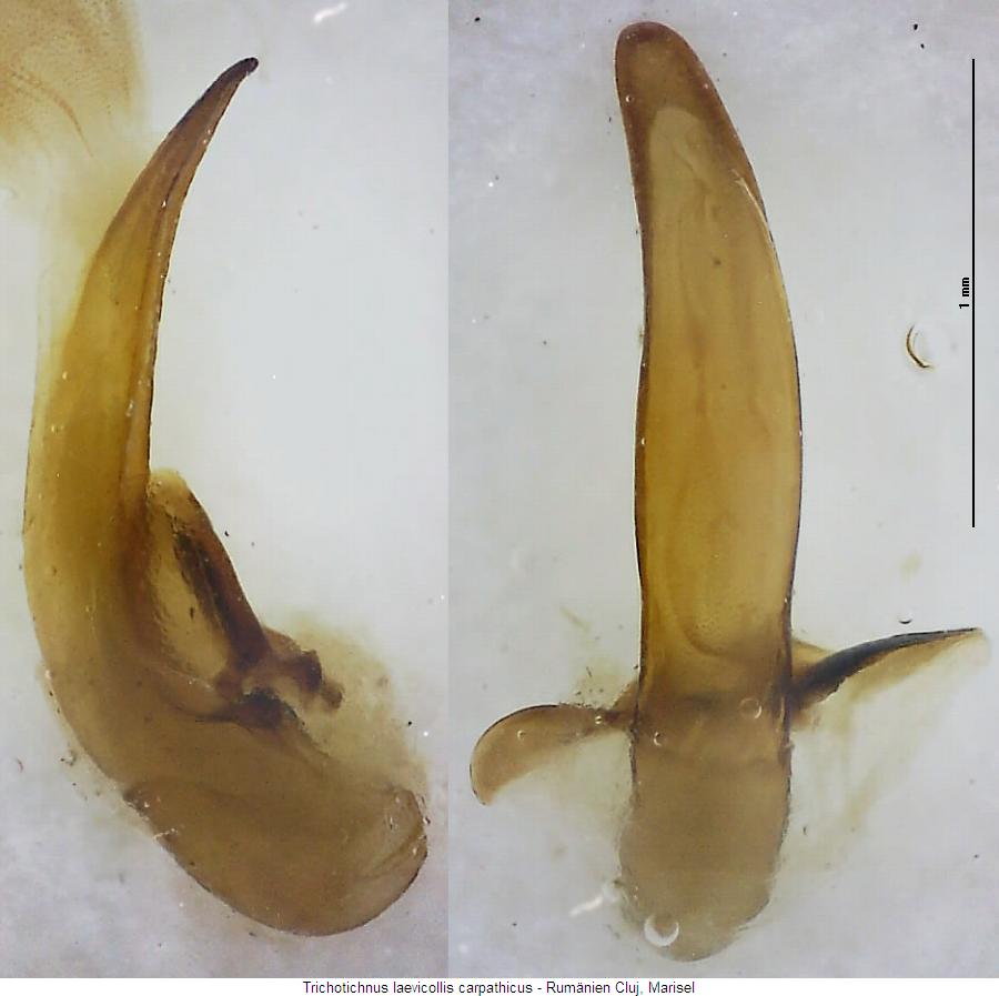 trichotichnus_carpathicus.jpg