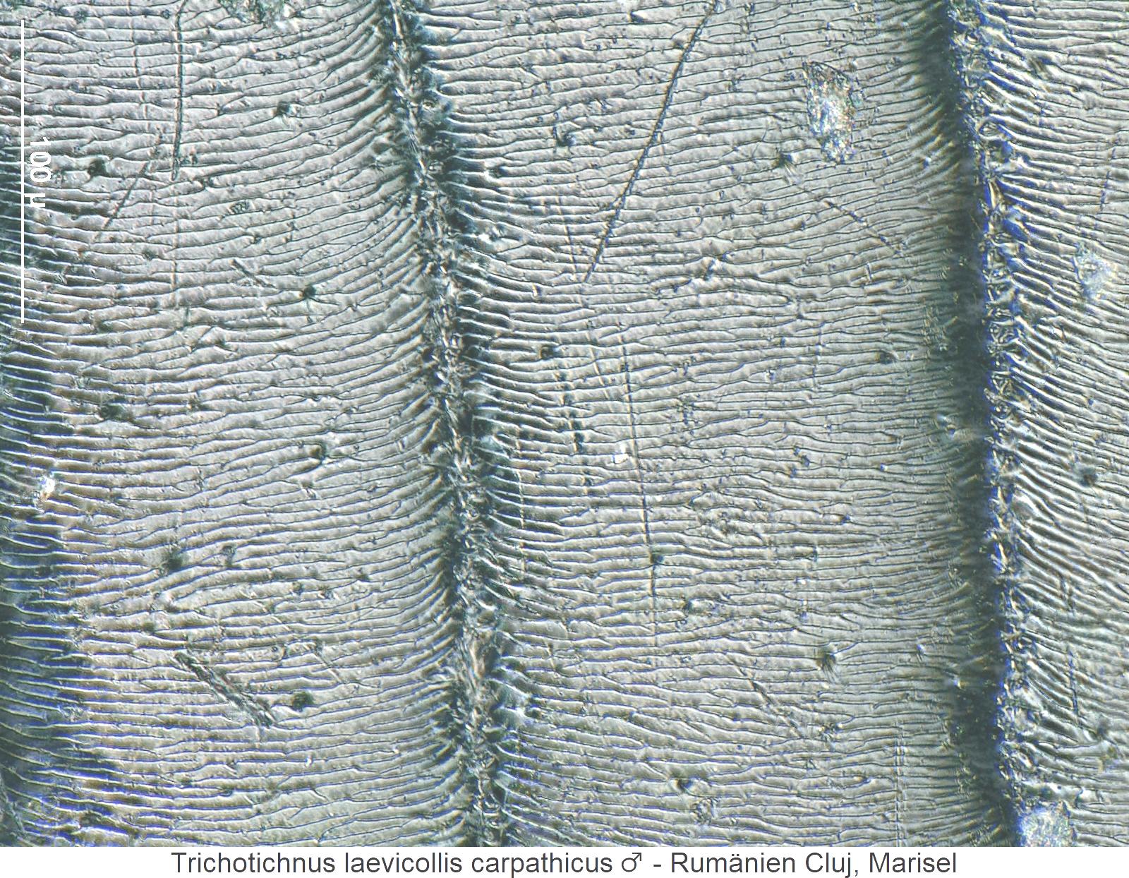 trichotichnus_carpathicus_m_ms.jpg