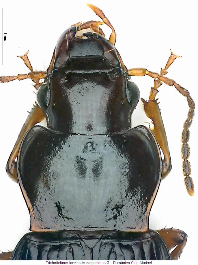 trichotichnus_carpathicus_vk.jpg