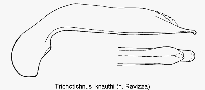 trichotichnus_knauthi.gif