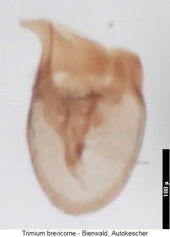trimium_brevicorne2.jpg