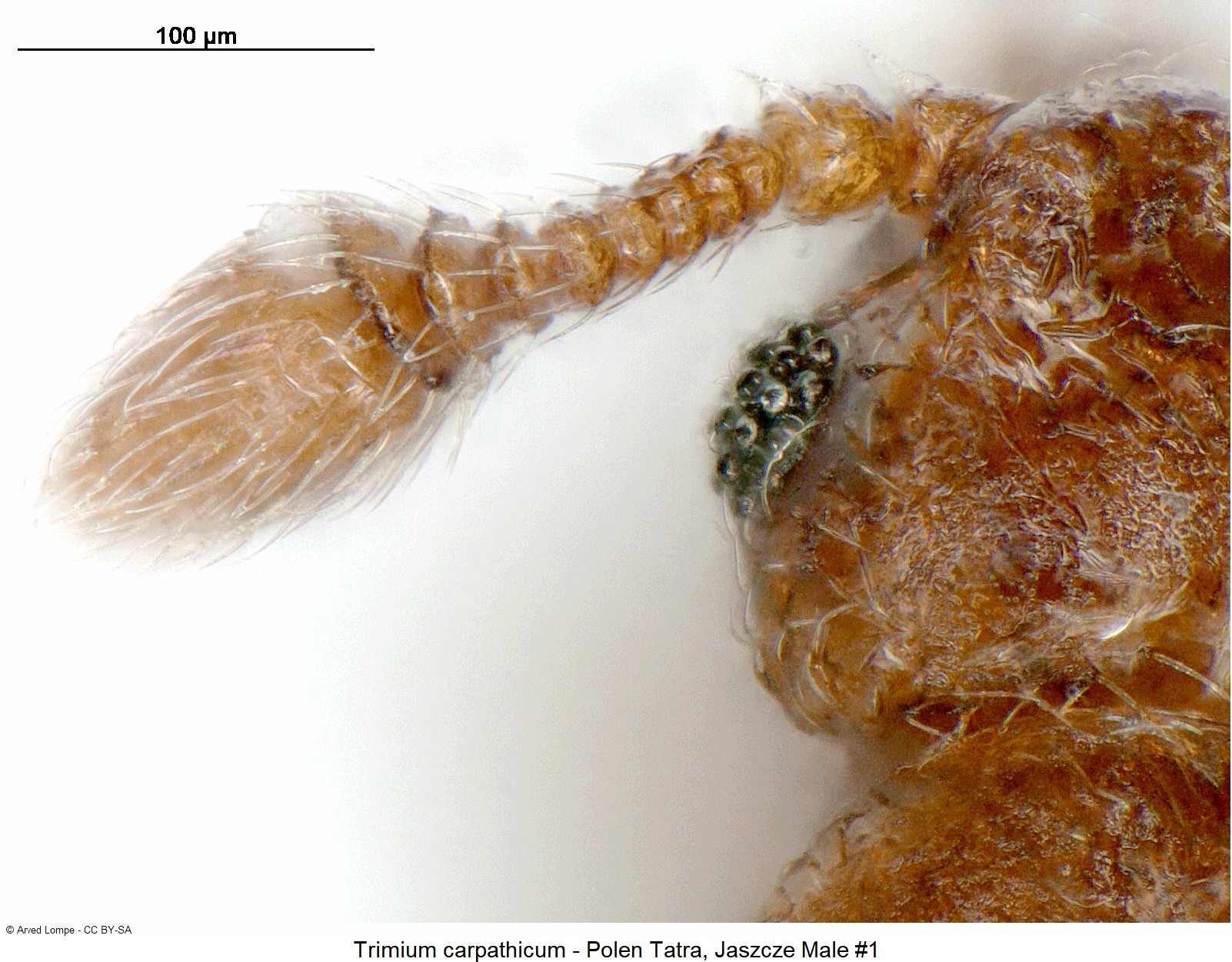 trimium_carpathicum_nr1_ck34326281_f.jpg