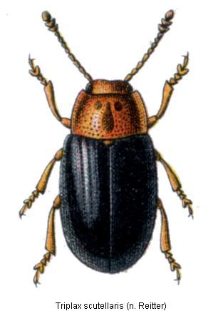 triplax_scutellaris_hab.jpg