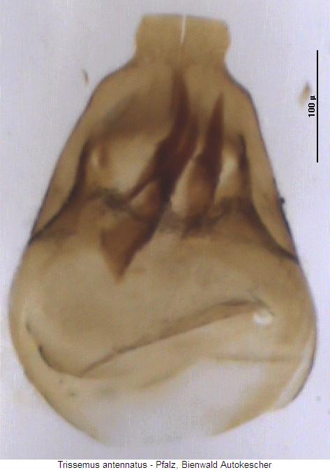 trissemus_antennatus.jpg