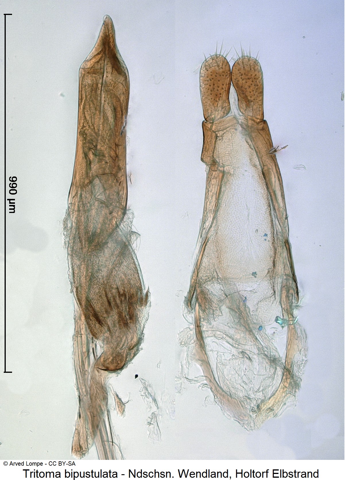 tritoma_bipustulata_ck34328195-1.jpg