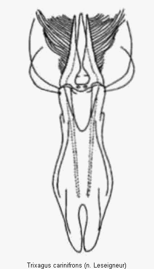 trixagus_carinifrons2.gif