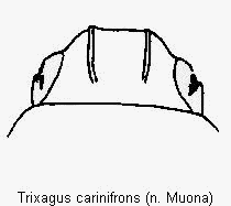 trixagus_carinifrons_k.gif
