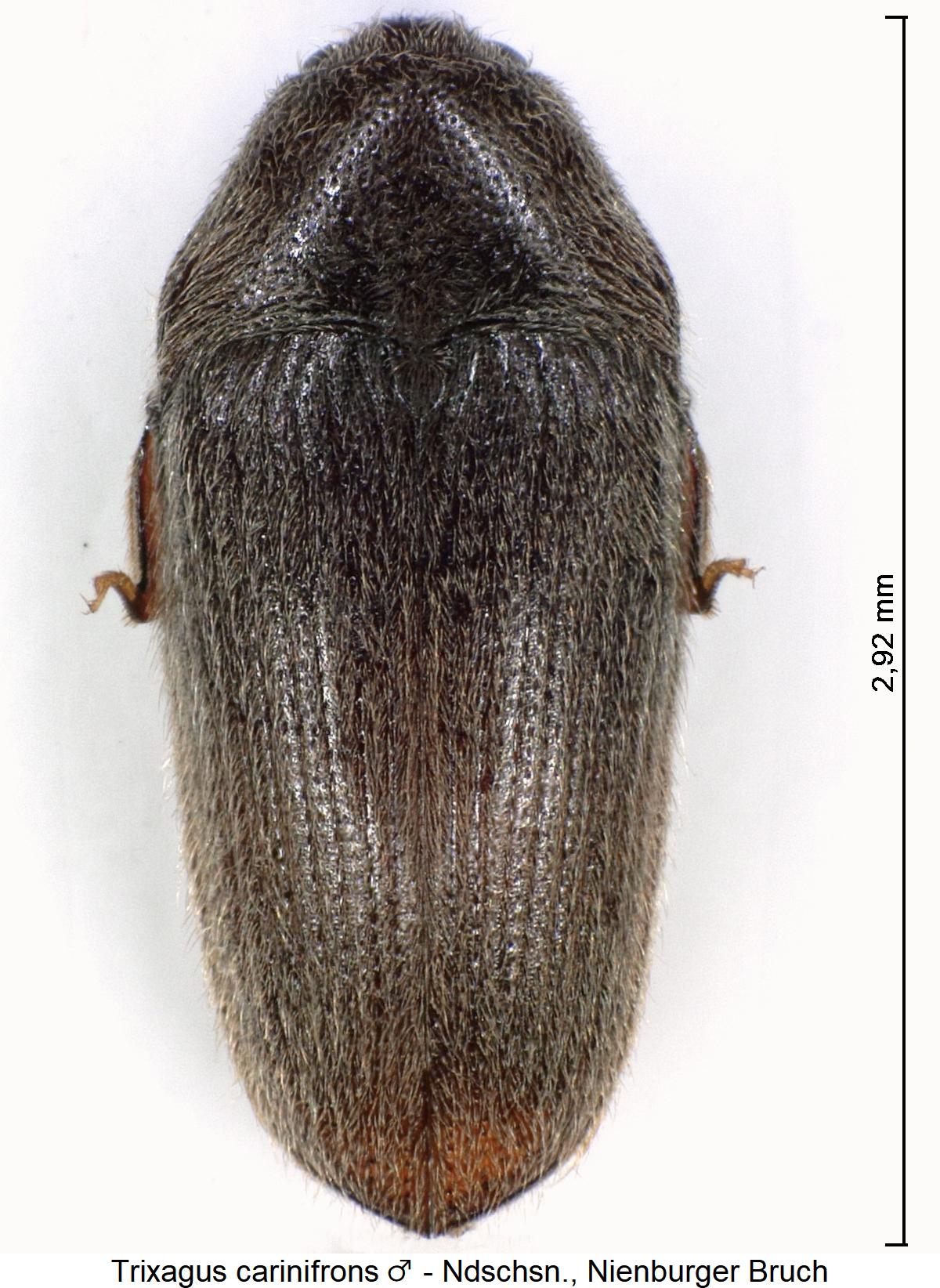 trixagus_carinifrons_m_hab.jpg