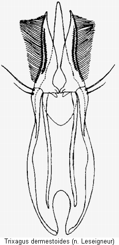 trixagus_dermestoides.gif