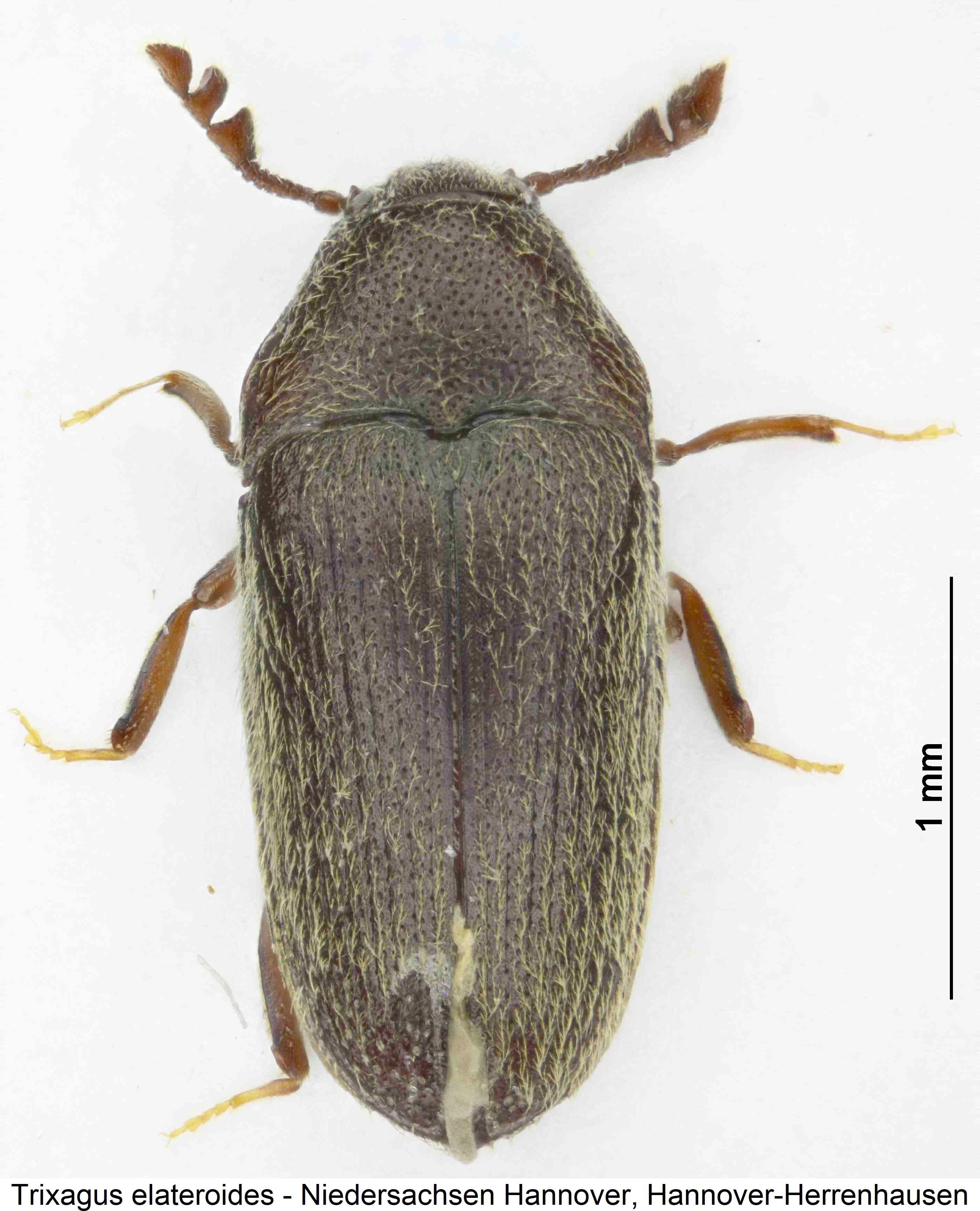 trixagus_elateroides_hab.jpg