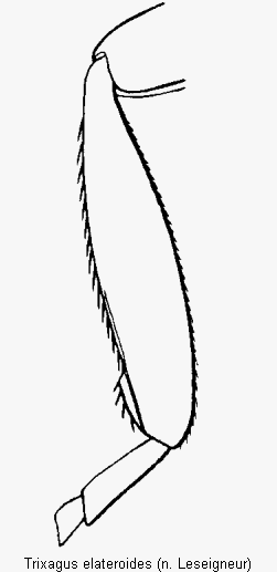 trixagus_elateroides_mschn.gif