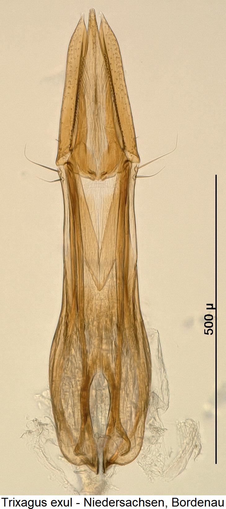 trixagus_exul3.jpg