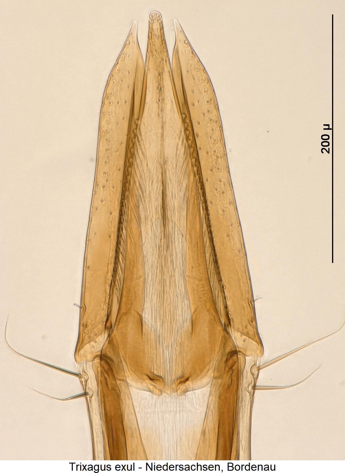trixagus_exul4.jpg