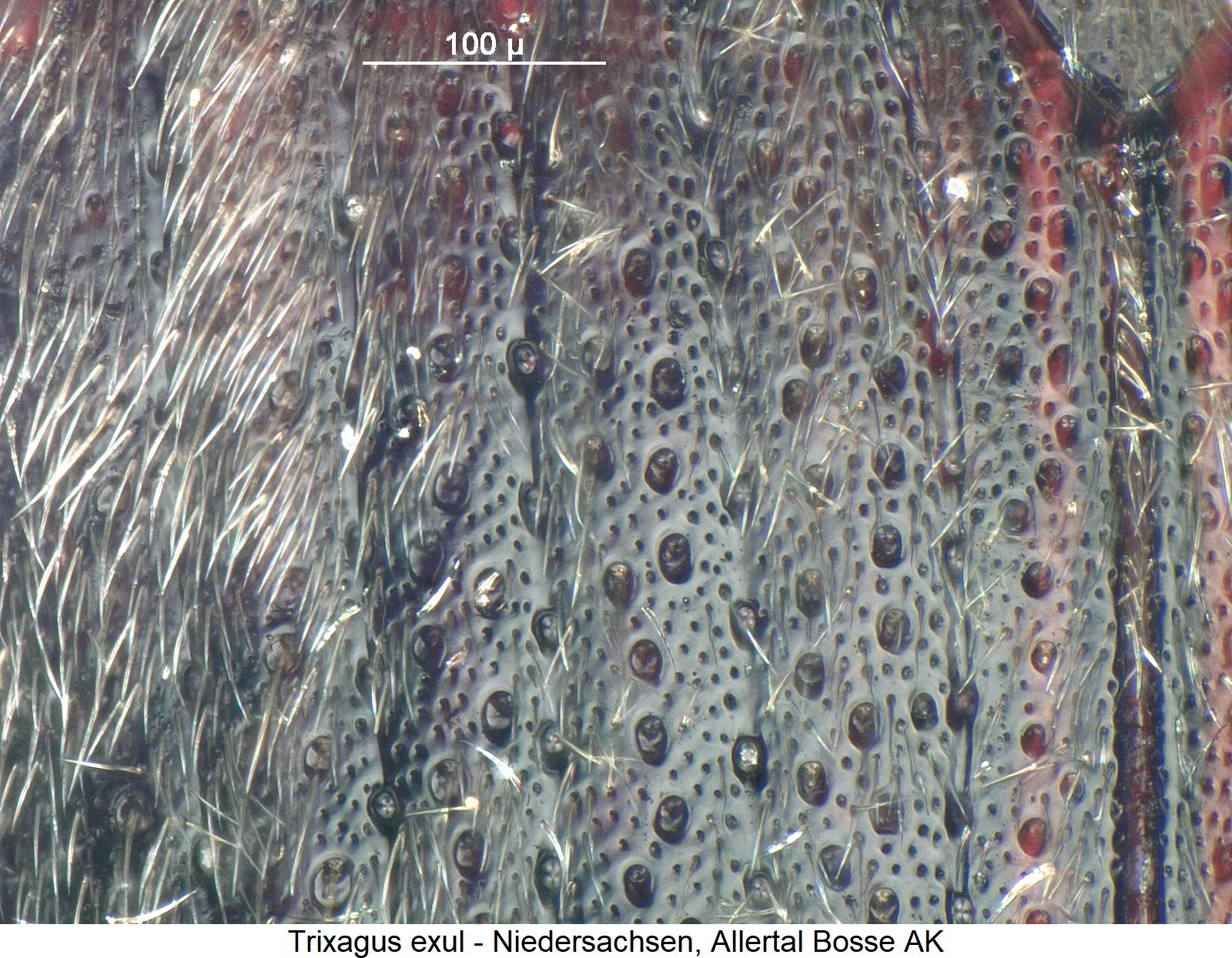 trixagus_exul_ms.jpg