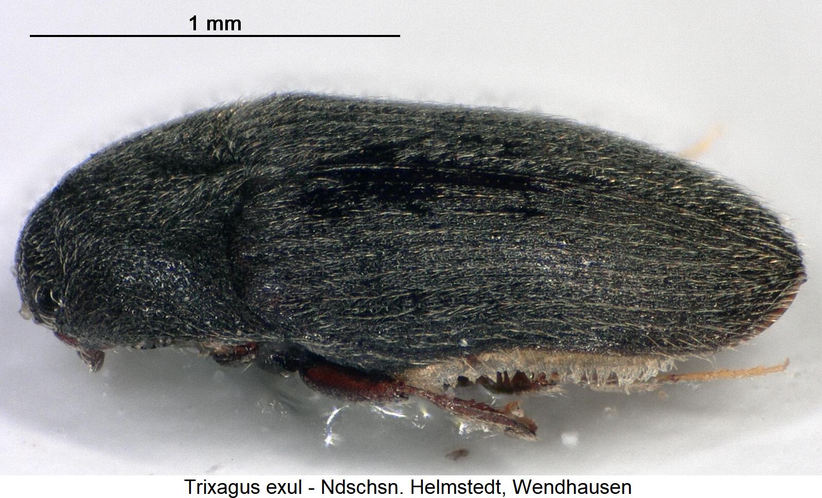 trixagus_exul_sa.jpg