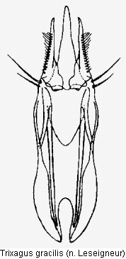 trixagus_gracilis.gif
