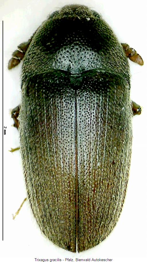 trixagus_gracilis_hab.jpg