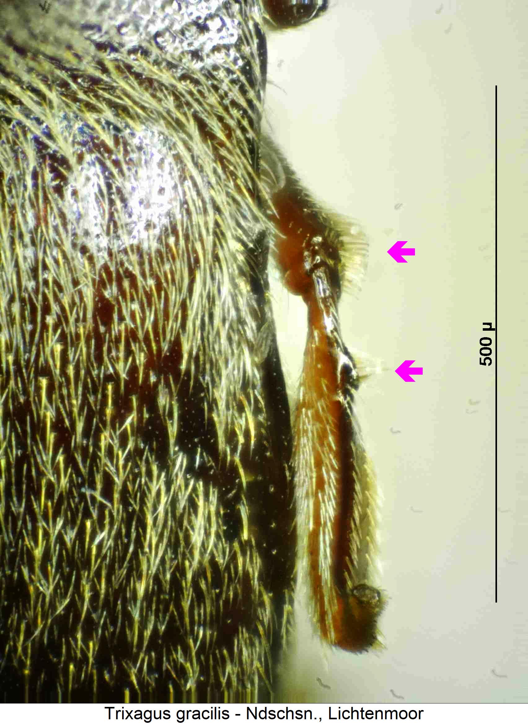 trixagus_gracilis_mb.jpg