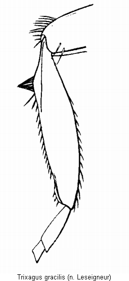 trixagus_gracilis_mschn.gif