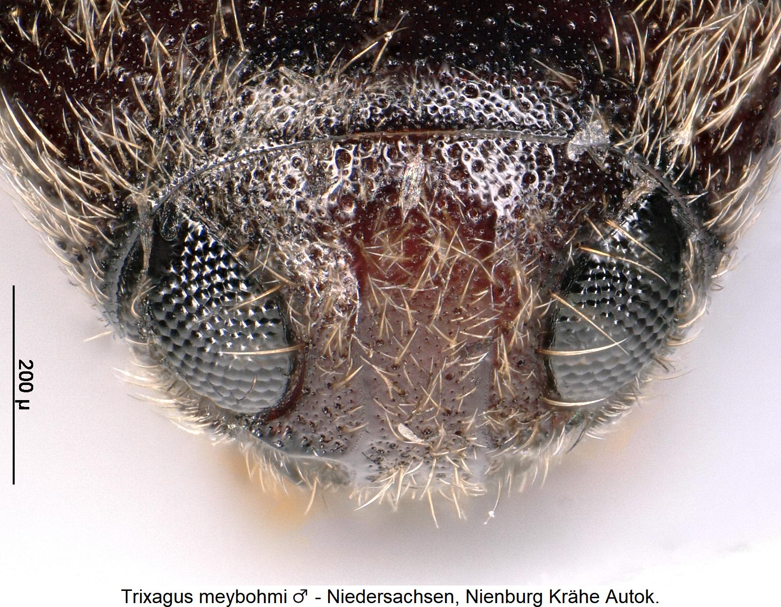 trixagus_meybohmi_m_k.jpg