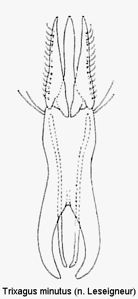 trixagus_minutus.gif