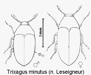 trixagus_minutus_hab.gif