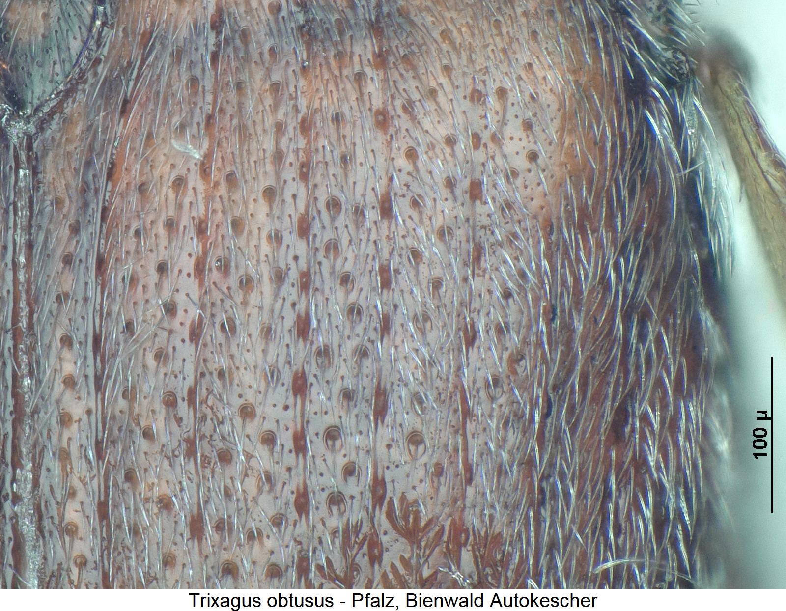 trixagus_obtusus_ms.jpg
