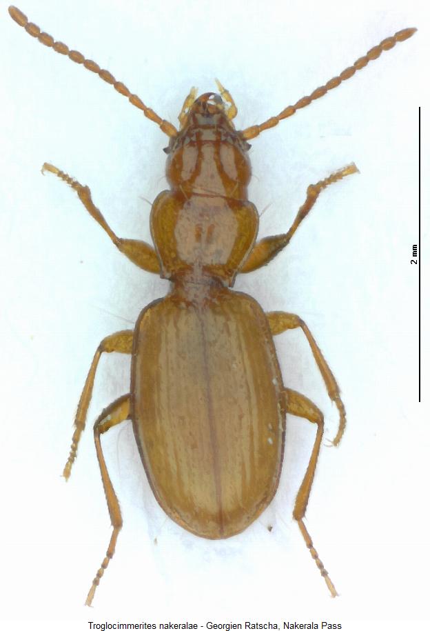 troglocimmerites_nakeralae_hab.jpg
