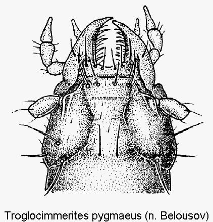 troglocimmerites_pygmaeus_k.gif