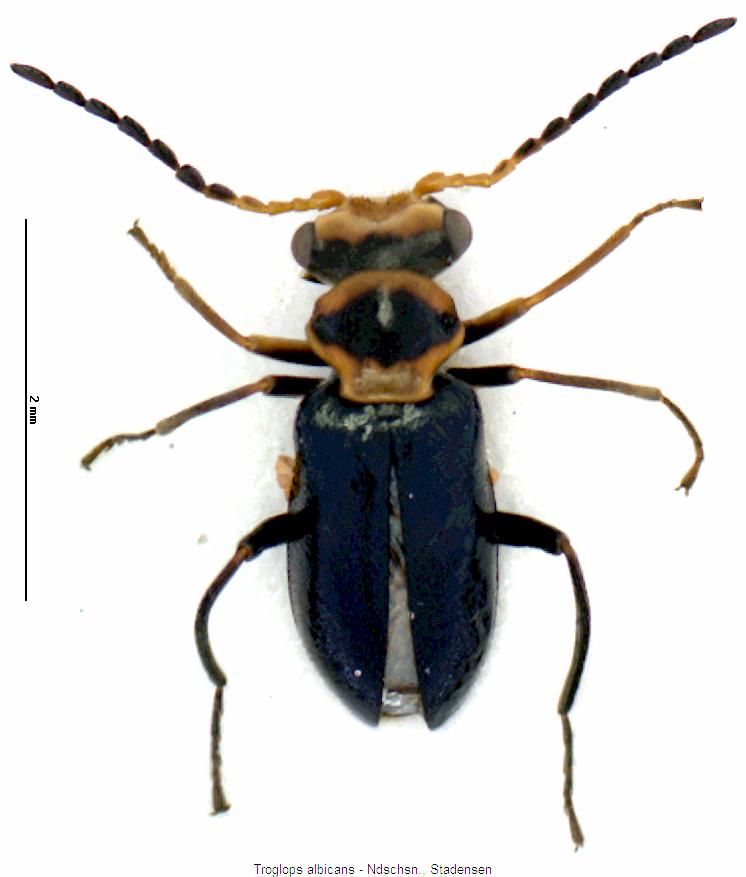 troglops_albicans_hab.jpg